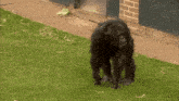 a chimpanzee is standing on a lush green lawn