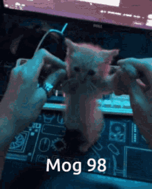 Mog98 Mog GIF