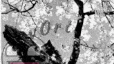 a black and white photo of a cherry blossom tree with the word vort in white letters