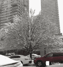 Snowing Tree GIF