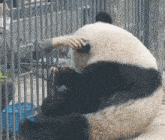 a panda bear is being petted by a person behind a fence