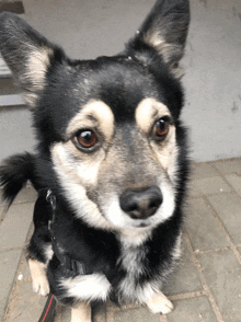 a close up of a dog 's face with brown eyes