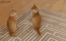 Kittens Tackle GIF - Kittens Tackle GIFs