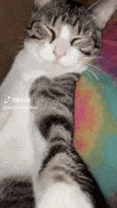 Cat Rizz GIF - Cat Rizz GIFs