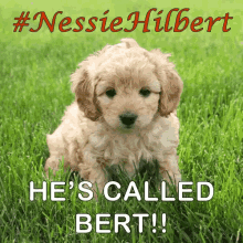 Nessiehilbert Doggo GIF - Nessiehilbert Doggo Dog GIFs