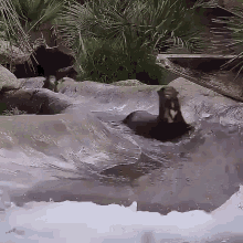 otter water slide