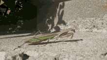 Insect Crawling GIF - Insect Crawling Walk GIFs