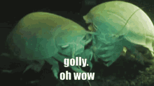 Isopod Golly GIF - Isopod Golly GIFs