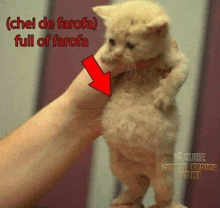 a kitten is being held in someone 's hand with the caption chel de farofa full of farofa above it