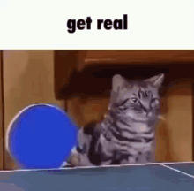 Get Real Cat GIF - Get Real Cat Kirby Fighters GIFs