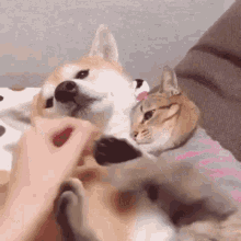Dog Cat GIF - Dog Cat Clingy GIFs
