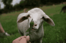tonkili zlatna greda sheep ovca