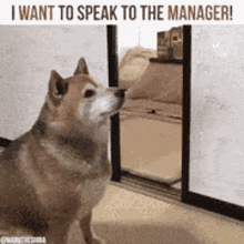 Speak To The Manager Manager GIF - Speak To The Manager Manager Shiba GIFs