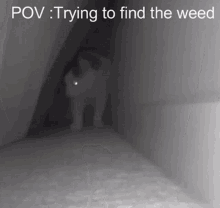 Trying To Find The Weed Weed GIF - Trying To Find The Weed Weed Pobv GIFs
