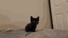 Cat Fubukus GIF - Cat Fubukus Armpits GIFs