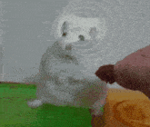 a white hamster is standing on its hind legs and looking at something