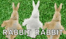 Dancing Rabbits GIF