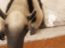 Tamandua Anteater GIF - Tamandua Anteater Animal GIFs