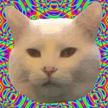 smudge optics cat kitty trippy psychedelic