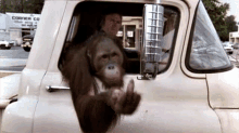 Monkey Middle Finger GIF - Monkey Middle Finger Flipped Off GIFs