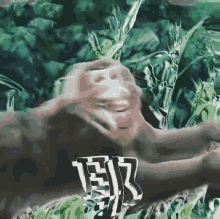 piss monkey piss monkey