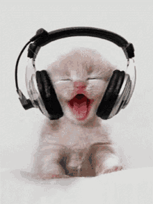 Kitten Listening To Music GIF - Kitten Listening To Music Cute GIFs