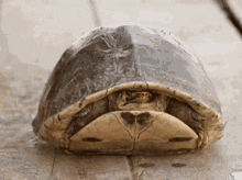 Peek Tortoise GIF - Peek Tortoise Cute GIFs