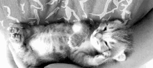 Cat Kitten GIF - Cat Kitten Lazy GIFs