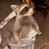 Raccoon Eating Raccoon Popcorn GIF - Raccoon Eating Raccoon Popcorn Zaenyx GIFs