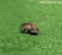 GIF