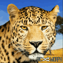 Tiger Lion GIF - Tiger Lion GIFs