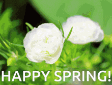 Momo'S Sound Diary Spring GIF - Momo'S Sound Diary Spring Spring Flowers GIFs