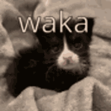 Waka Cat GIF - Waka Cat Kitten GIFs
