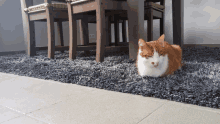 Cat Pet GIF - Cat Pet Carpet GIFs