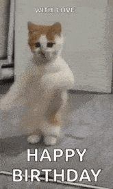 a brown and white cat is standing on its hind legs and dancing .