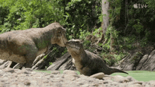 a couple of dinosaurs standing next to each other near a body of water .