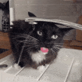 Drinking Funny GIF - Drinking Funny Cat GIFs