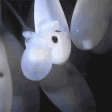Hatching Eggs Octonation GIF - Hatching Eggs Octonation Coming Out Of The Egg GIFs
