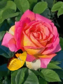 Rose Red GIF - Rose Red Butterfly GIFs