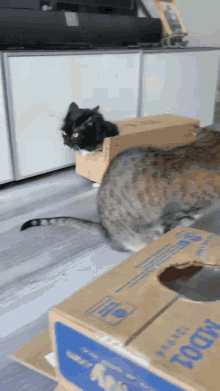 a cat is sitting in a cardboard box that says today