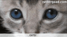 a close up of a cat 's blue eyes with the website rathergood.com in the upper right corner