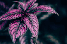 Purple Black Flower GIF