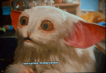 a white cat with pink ears says " i want to go home "