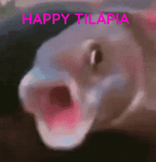 Tilapia Happy GIF - Tilapia Happy Feliz GIFs