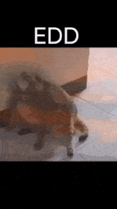 a cat is laying on a tiled floor with the word edd written above it .