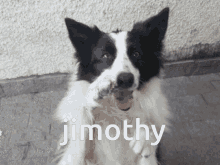 Jimothy GIF