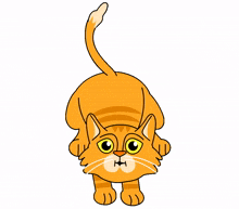 cat orange