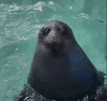 Baikal Seal GIF - Baikal Seal GIFs