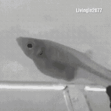 Fish Chapu GIF - Fish Chapu GIFs