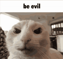 Be Evil Cat GIF - Be Evil Cat GIFs